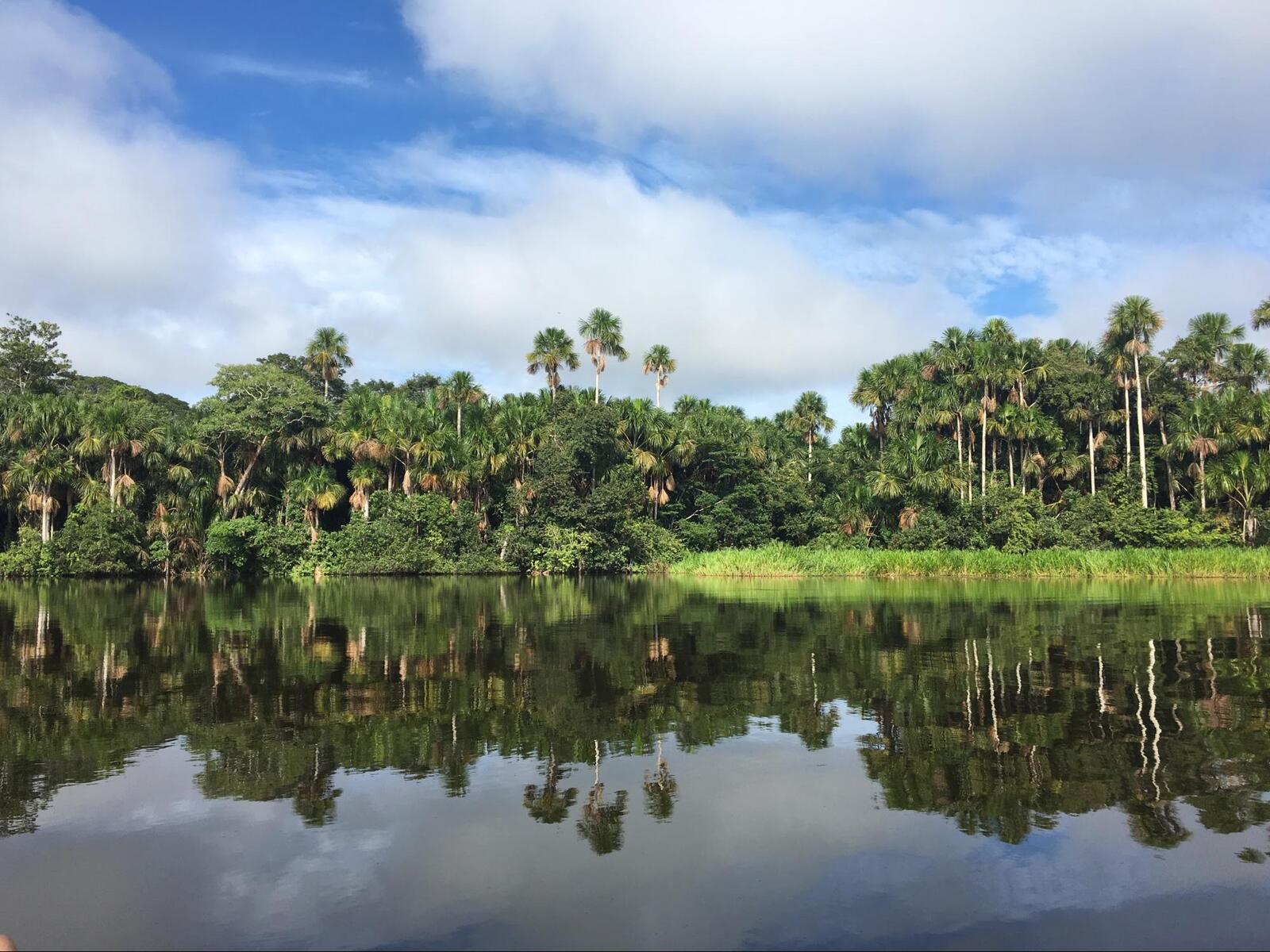 View across water of a tropical forest