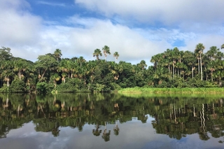 View across water of a tropical forest